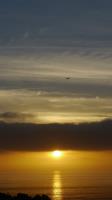 Osprey on the Move 